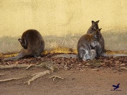 Tiergarten Schönbrunn am 24.02.2026